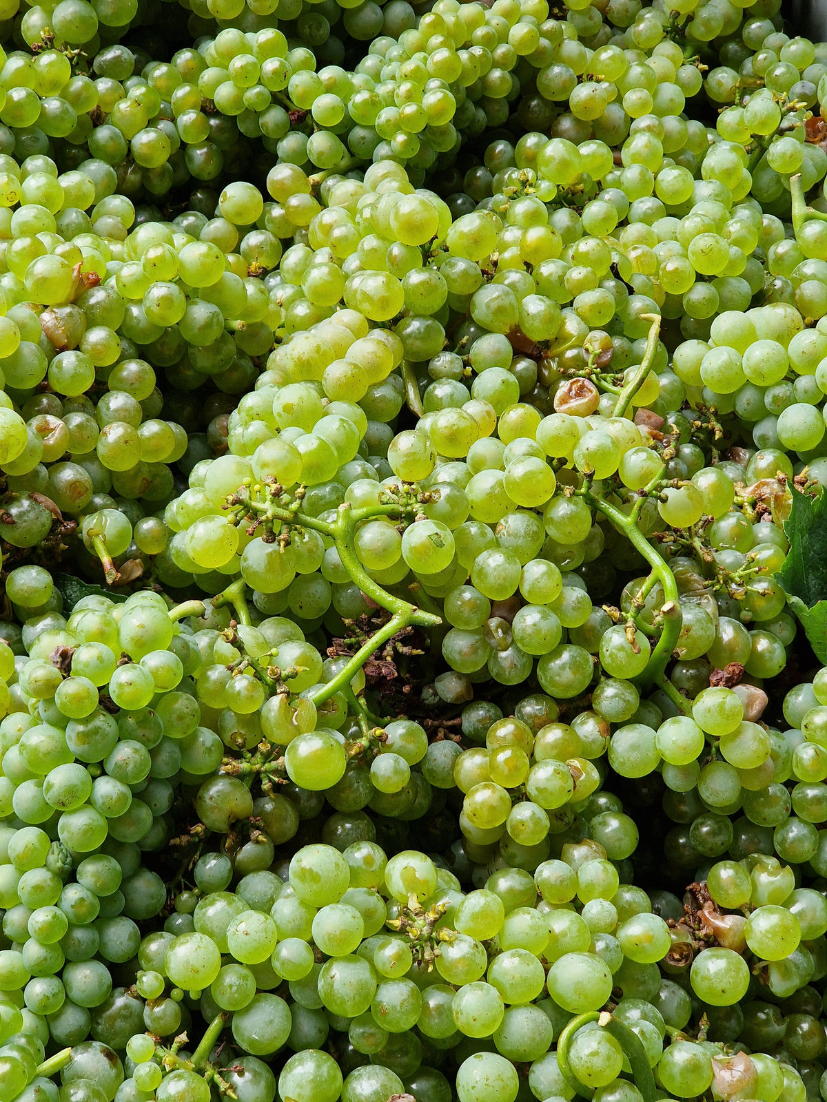 Weißwein